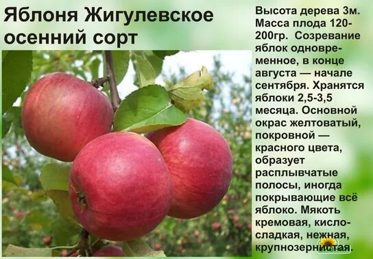 Жигулевское яблоня описание фото
