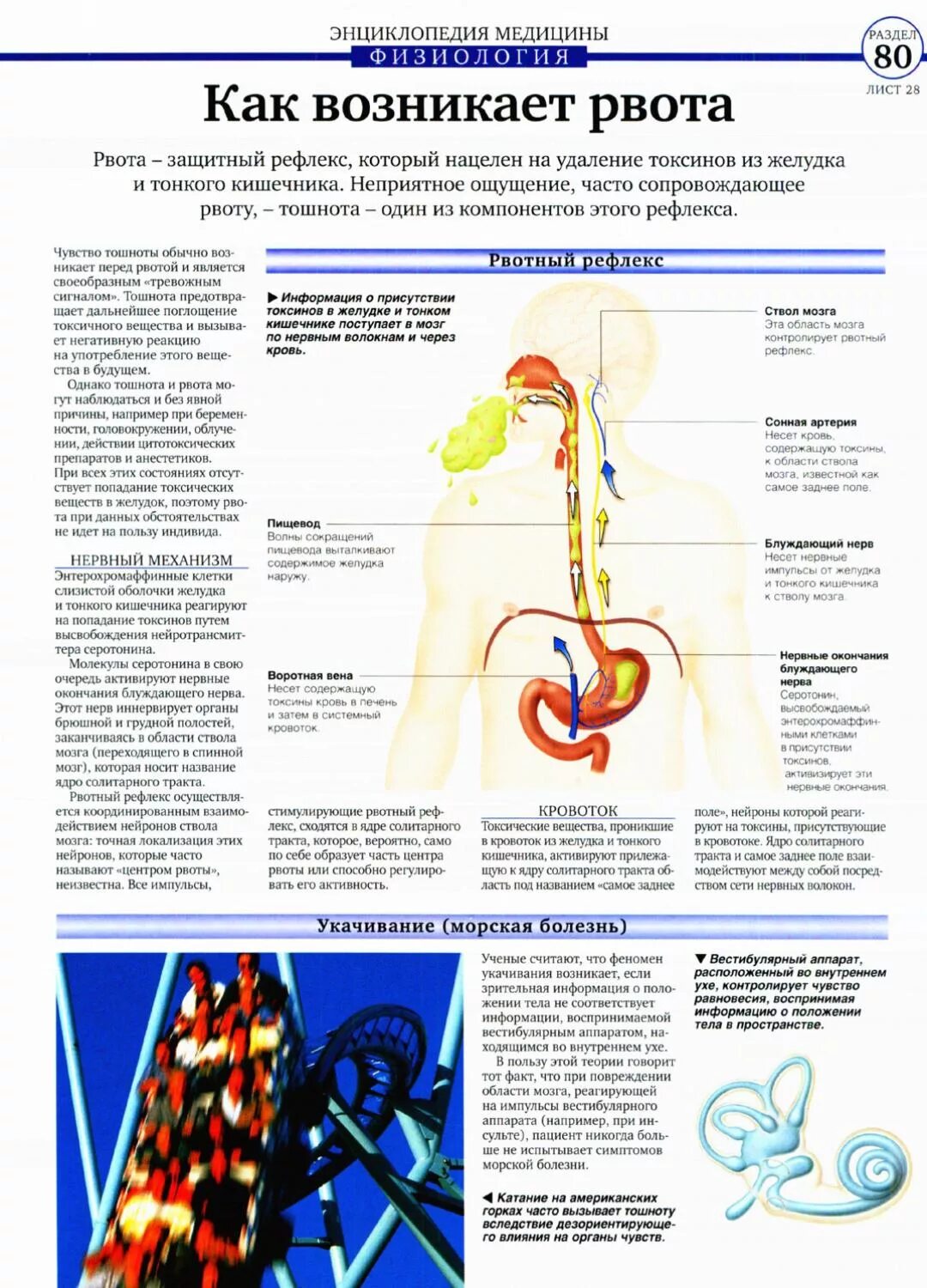 Почему происходит рвота. Тошнота физиология. Механизм рвоты физиология. Как происходит тошнота. Причины рвотного рефлекса.