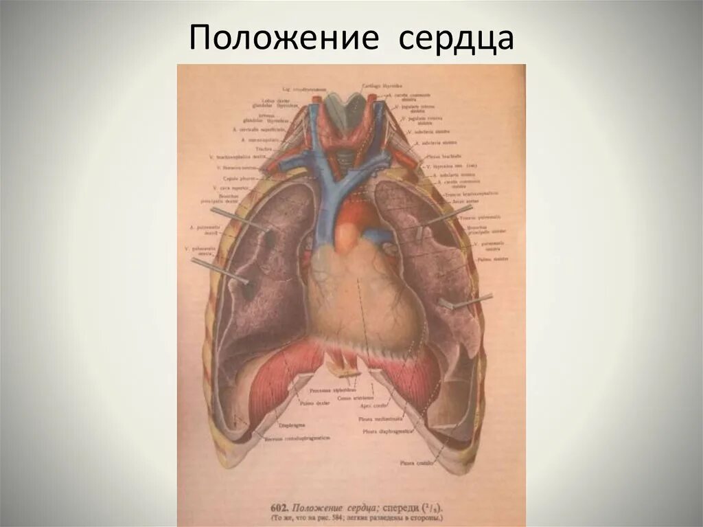 Вертикальная позиция сердца. Вертикальное положение сердца. Горизонтальное расположение сердца. Горизонтальное положение сердца.