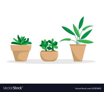 Try plant