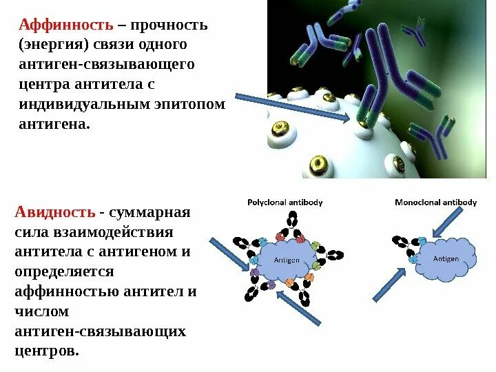 Иммуноглобулины интерфероны. Понятие об аффинности и авидности антител.. Валентность аффинность и авидность антител. Аффинитет иммунология. Моноклональные антитела к IGG.