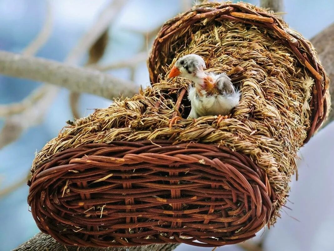 Амадины гнездо. Гнездо для амадинов. Гнездо вьюрка. Гнездо гнездо зарянки птенец.