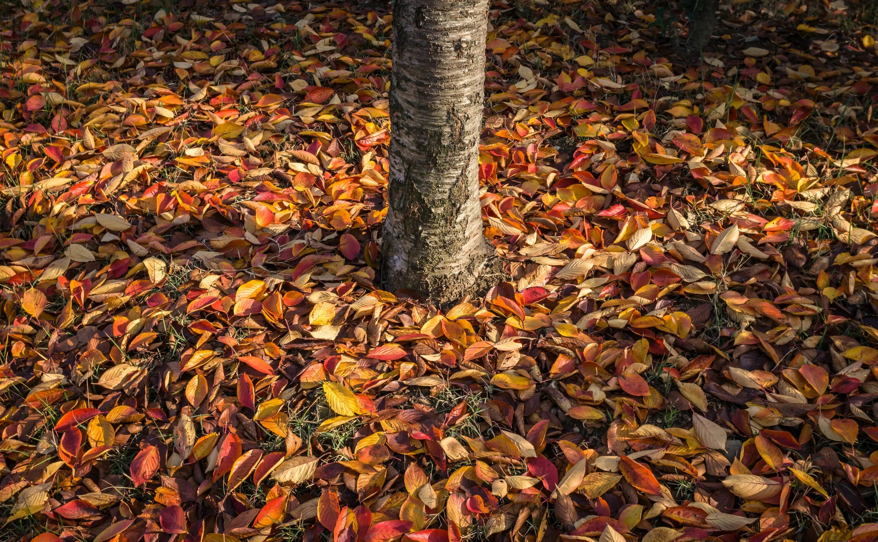 The browns leave. Осенние листья на земле. Куча осенних листьев. Опавшая листва. Опавшие листья.