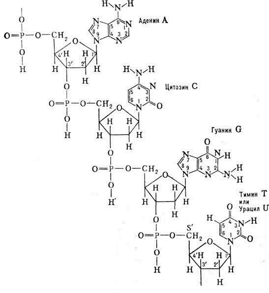 Рнк гуанин цитозин. ДНК И РНК аденин Тимин гуанин цитозин урацил. Аденин гуанин цитозин Тимин урацил формулы. Молекула урацила. Урацил схема.