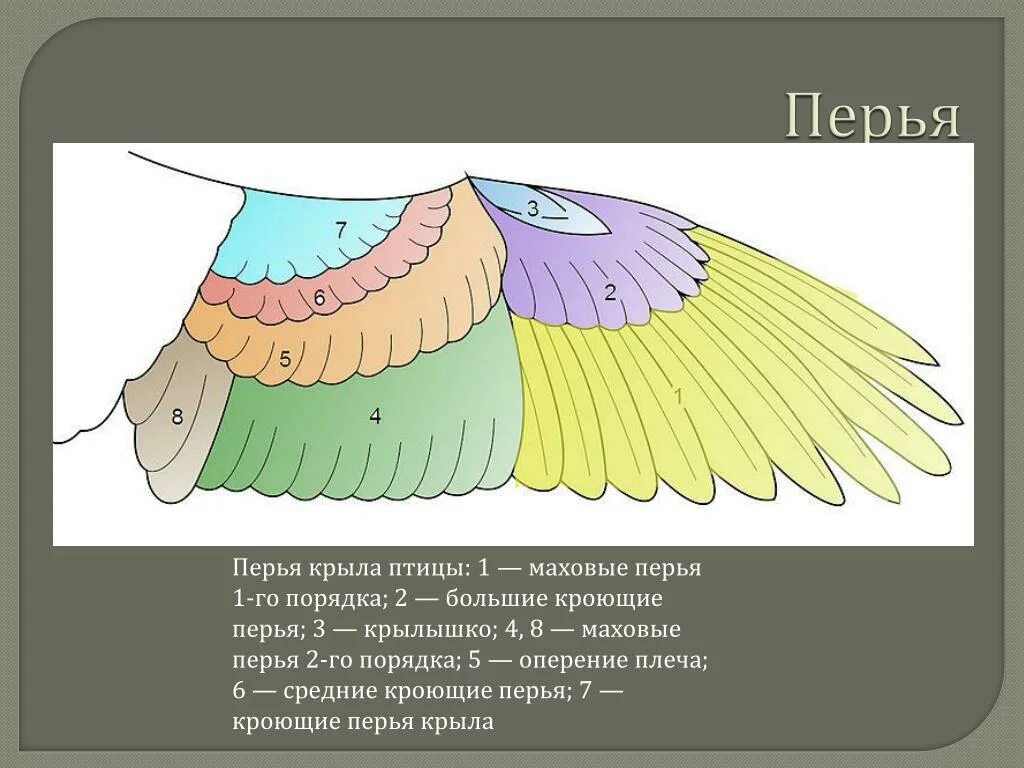 Расположение перьев у птиц