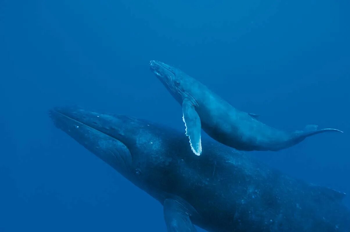 Синий кит с детенышем. Горбатый кит и синий кит. Китообразные синий кит. Горбач горбатый кит.