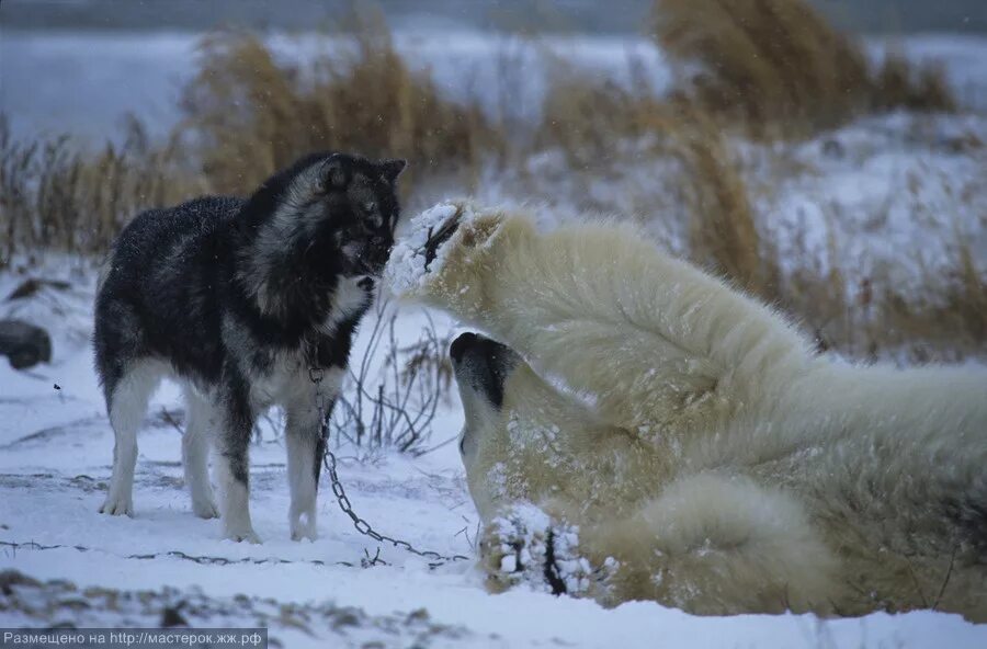 Волк против медведя. Волки и медведи. Белый волк и белый медведь. Белый медведь и волк.