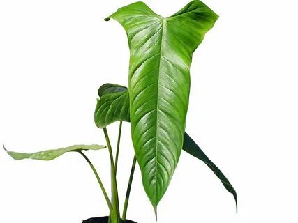 Philodendron sharoniae Goat.