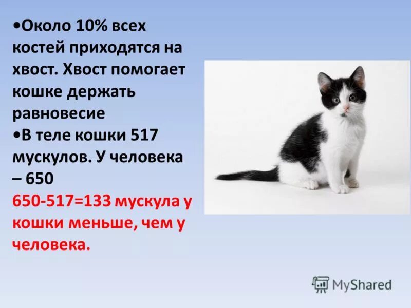 кошки на даче зимой. температура у кота норма.