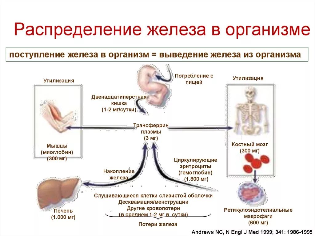 После железа. Пути выведения избытка железа из организма. Распределение железа в организме человека. Как железо поступает в организм. Накопление железа в организме.