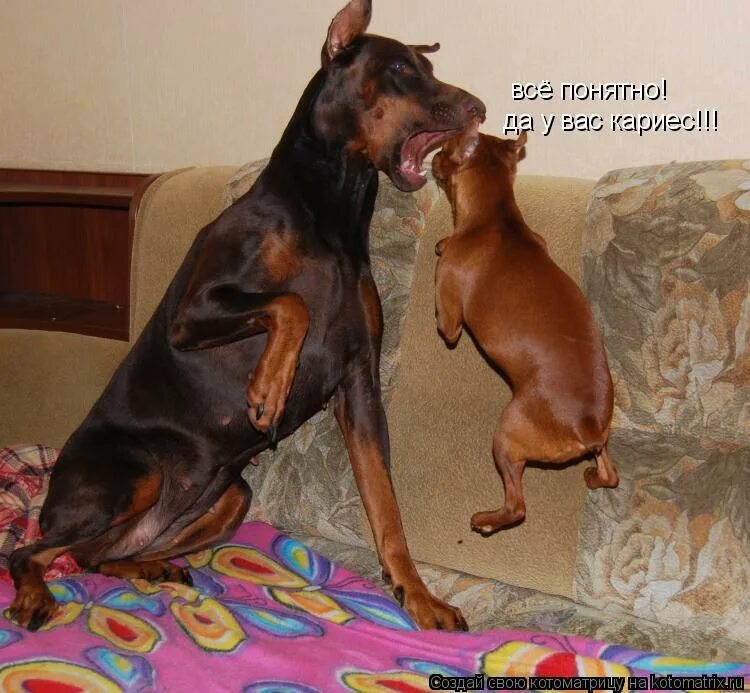 Доберман некупированный. Доберман стандарт породы. Можно ли щенку добермана. Цверг доберман. Купированный хвост у добермана.