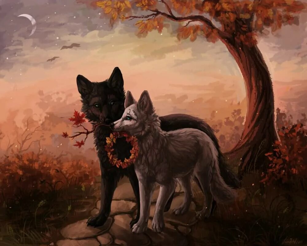 блэк вольф аниме. коту и черный черный волк. волк и кошка любовь. волк и черная кошка. коту и черный черный волк.