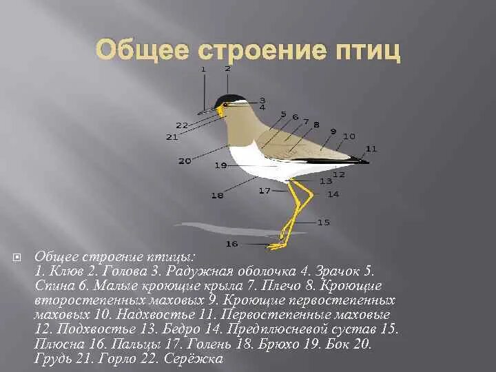 Строение птицы 7 класс биология. Внешнее строение птиц. Внутреннее строение птиц. Класс птицы строение.