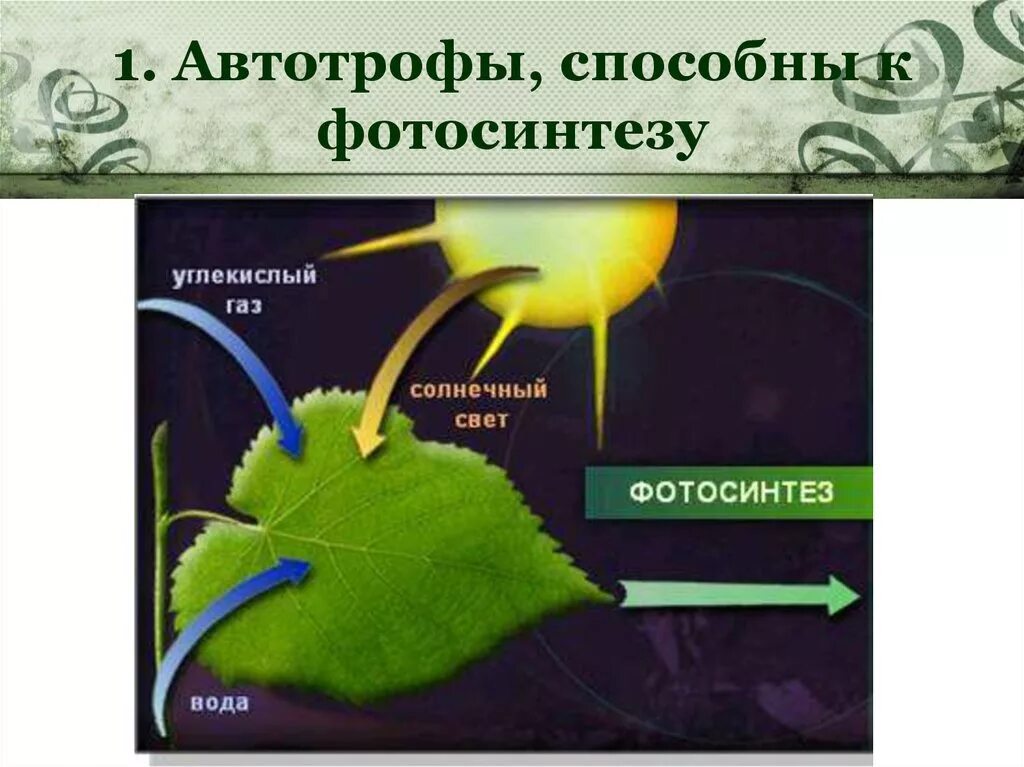 Автотрофы организмы способные. Процесс появления фотосинтеза. Схема процесса фотосинтеза. Автотрофы фотосинтез. Способность к фотосинтезу.