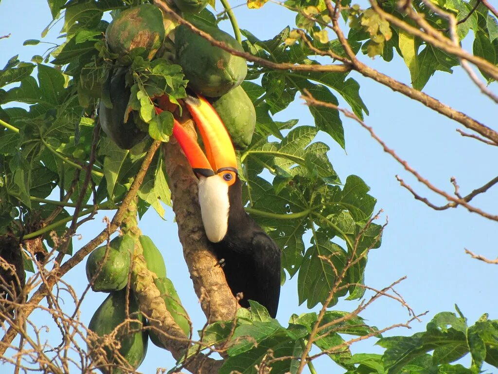 Chestnut-mandibled Toucans Black-mandibled Toucan - Rampha. Flickr