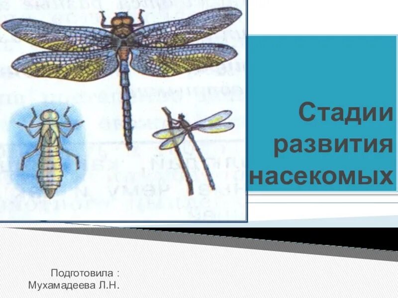 Стадии развития насекомых. Стадий развития комаров. Стадии развития комара. Схема развития насекомых.