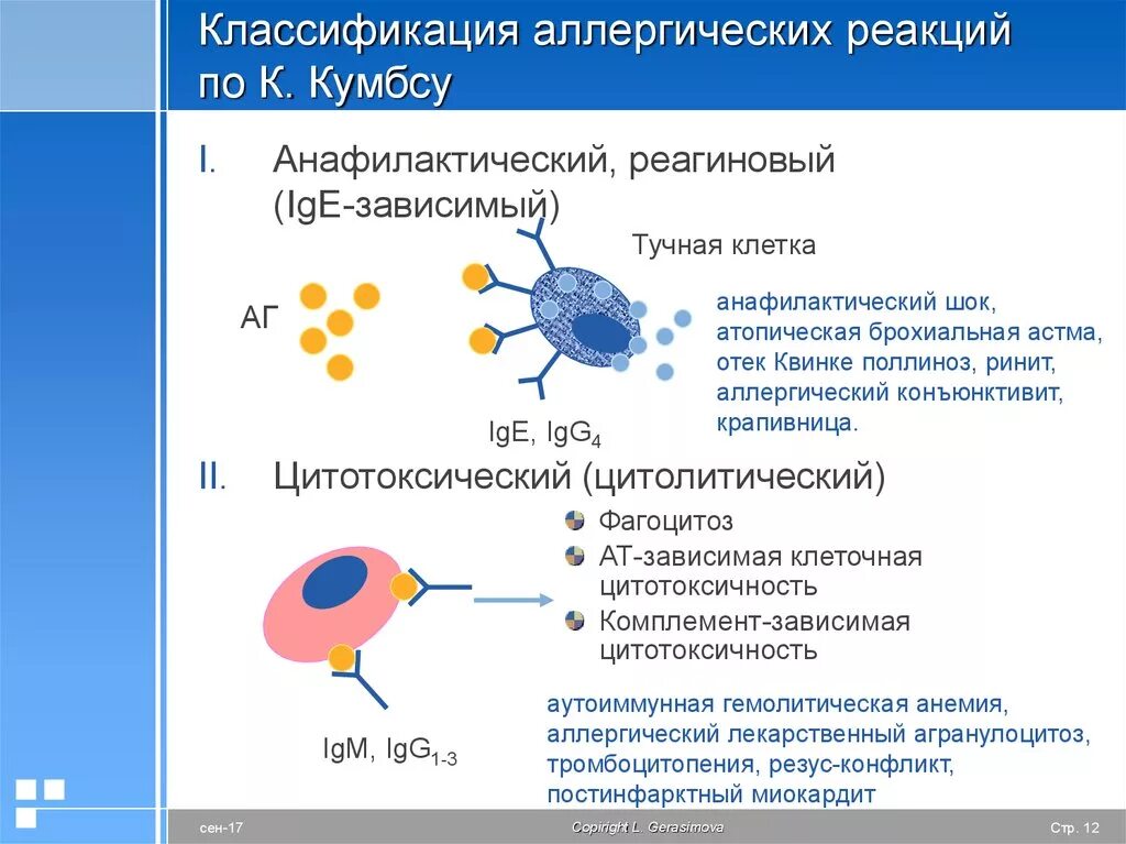 IGE зависимые аллергические реакции. 1. Классификация аллергических реакций. Характерные признаки аллергических реакций 1 типа. Аллергическая реакция первого типа патогенез. Для аллергических реакций характерно