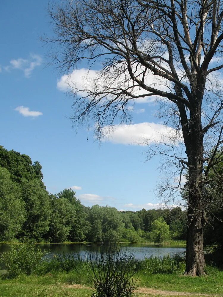 Пятый иваньковский пруд. Покровка пруды. Покровка пруды. Покровская арчада пензенская область. Покровка пруды.