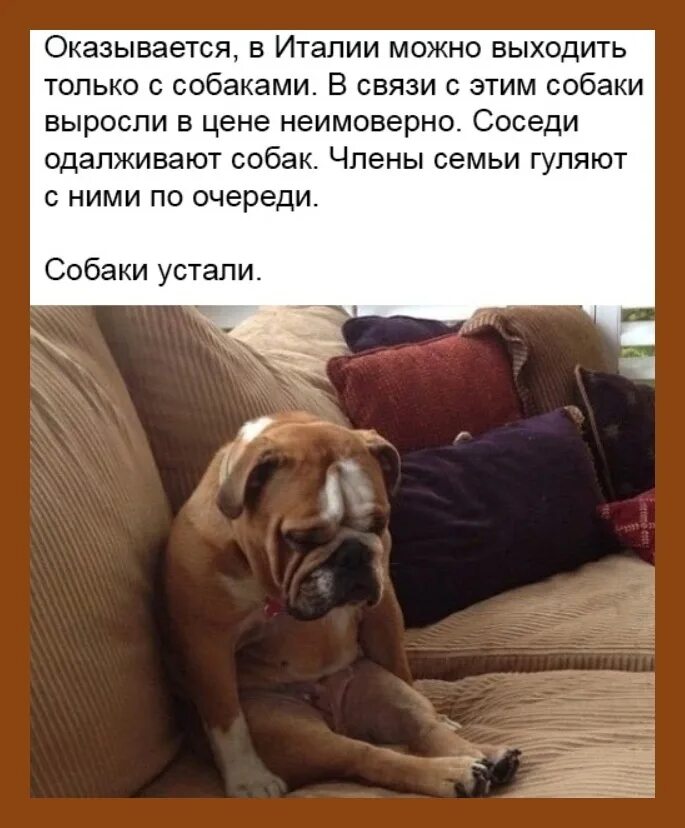 Сон собаки выражение