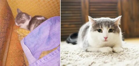 Сколько коты привыкают к новому дому