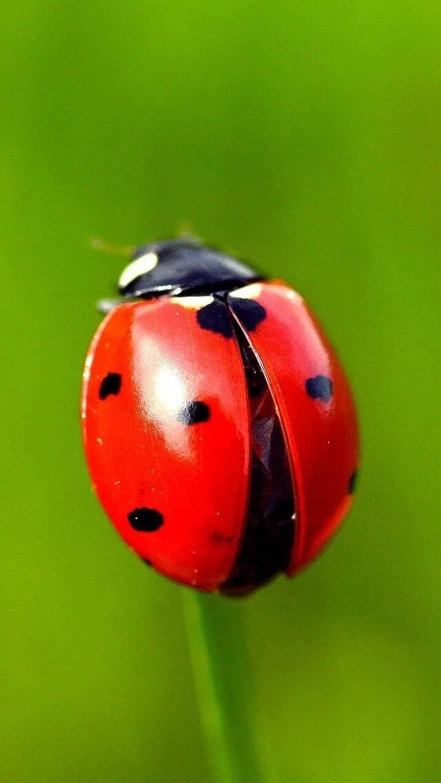 Телефон божья коровка. Жук Божья коровка. Ladybird Божья коровка. GREENMAX Божья коровка. Обои коровка.