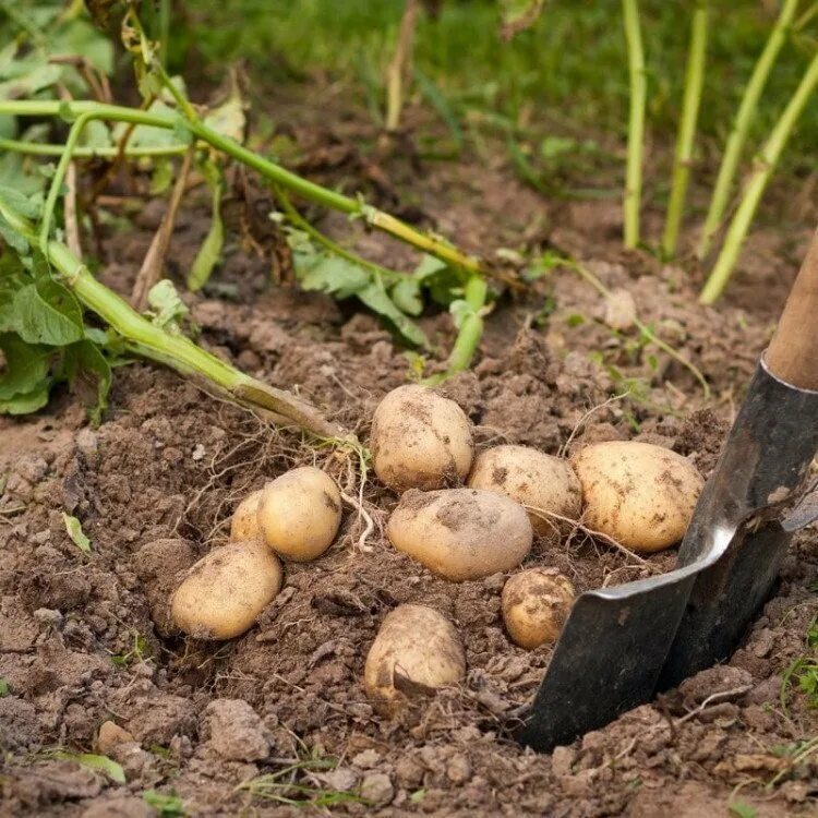 Чем удобрить землю перед посадкой картофеля. Картошка на грядке. Картофельные грядки. Неурожай картофеля. Картошка в земле.