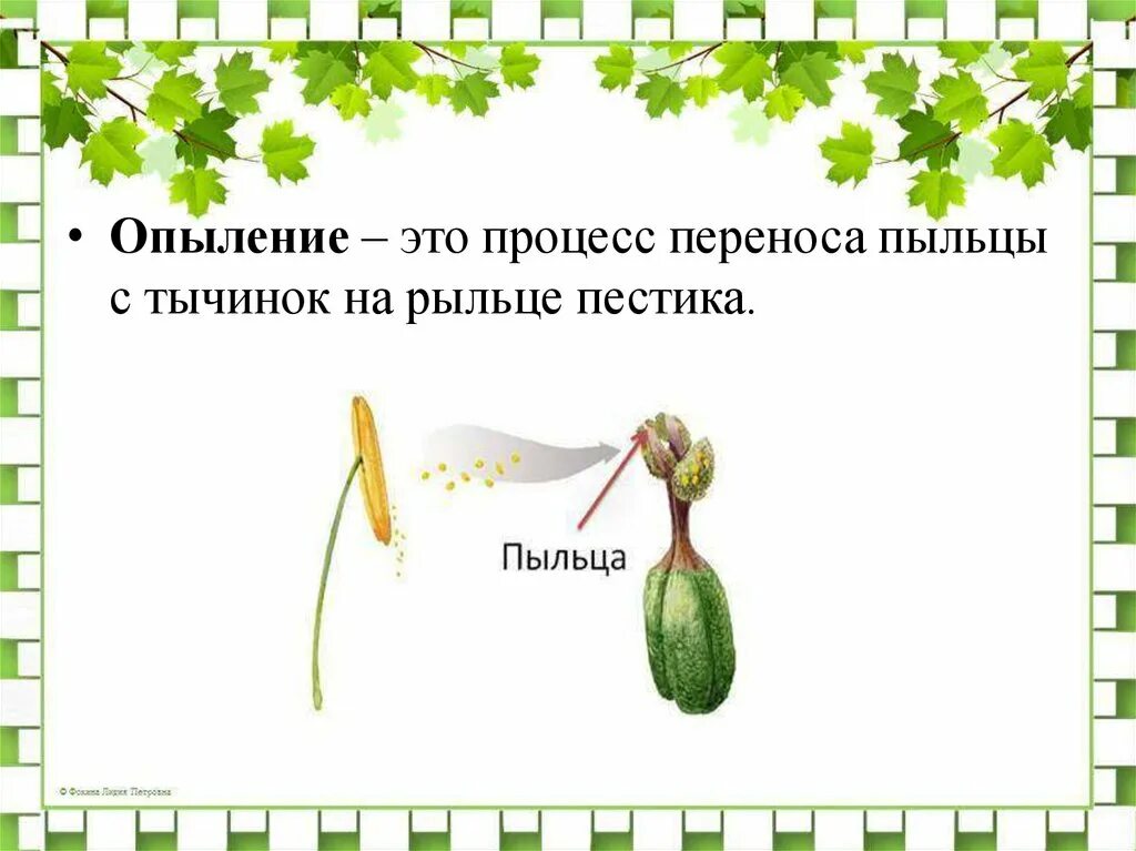 Какой процесс следует за опылением. Опыление. Опыление процесс переноса пыльцы. Это процесс переноса пыльцы с тычинки на рыльце. Процесс переноса пыльцы с тычинок на рыльце пестика.