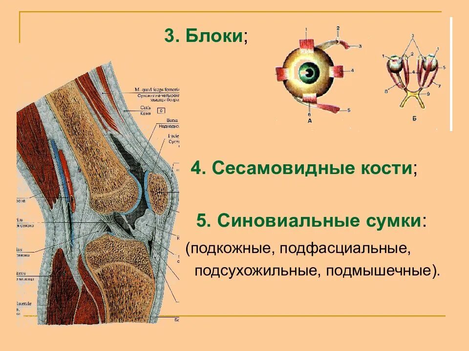 Блок мышц. Блок мышц