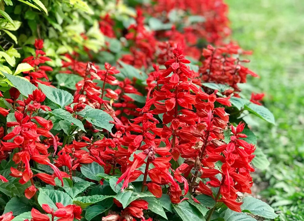 цветок сальвия описание. высота сальвии. сальвия скарлет. высота сальвии. сальвия красно белая.