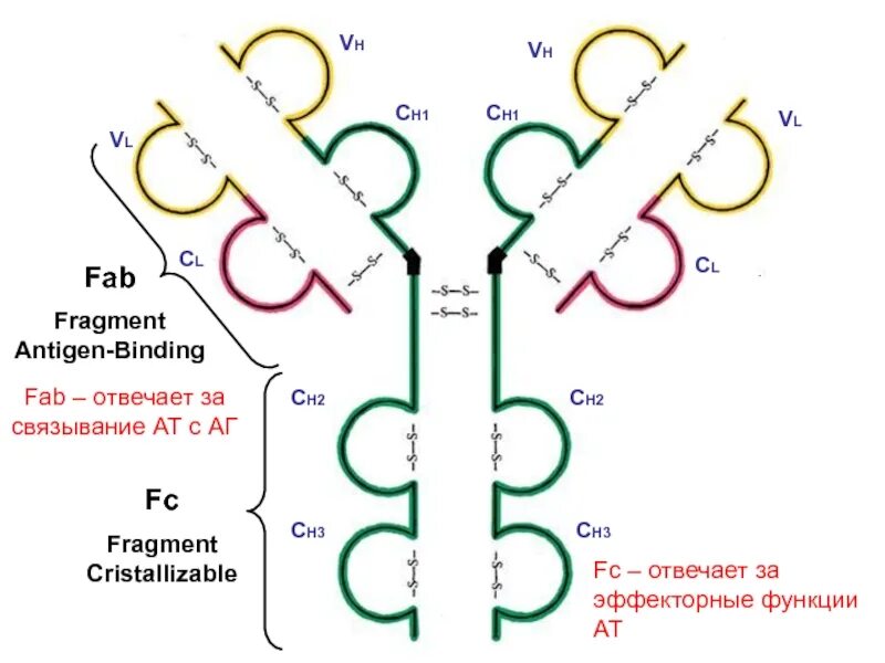 Строение Fab и FC-фрагментов. Fab и FC ФРАГМЕНТЫ антител. Fab-фрагмент антитела. Фаб фрагмент иммуноглобулина. Фрагменты иммуноглобулинов