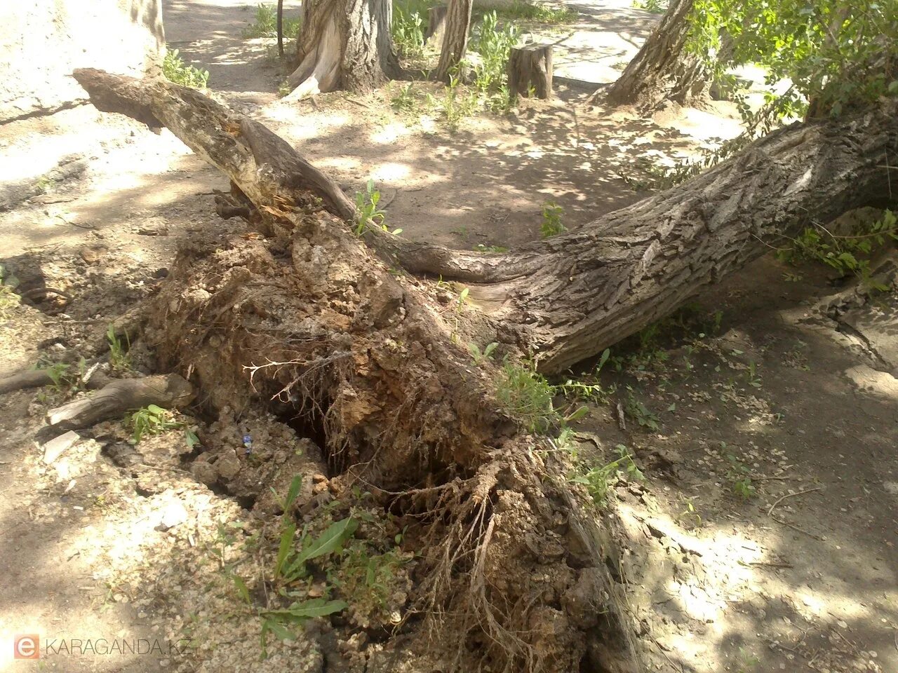 абакан посадка деревьев. деревья в академгородке. деревья караганды. караганда дерево. посади дерево акция 2023 картинки.