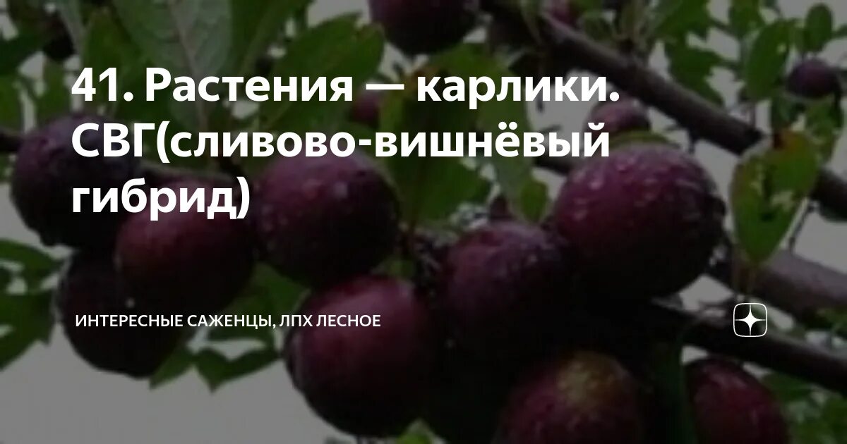 Омская ночка сливово вишневый гибрид описание. СВГ (сливово-вишневый гибрид) Опата. Сливово-вишневый гибрид Омская ночка. Сливово-вишневый гибрид пирамидальная. Вишня Песчаная Омская ночка.