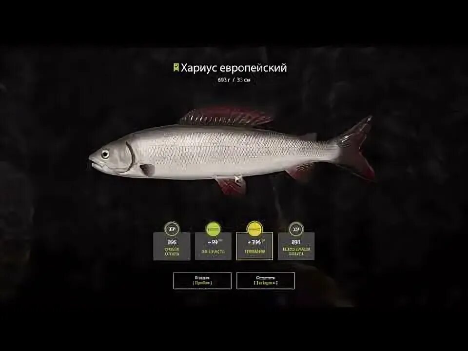 Форель каспийская. Кумжа ручьевая форель. Река белая форель. Река белая форель. Гарколово кумжа.