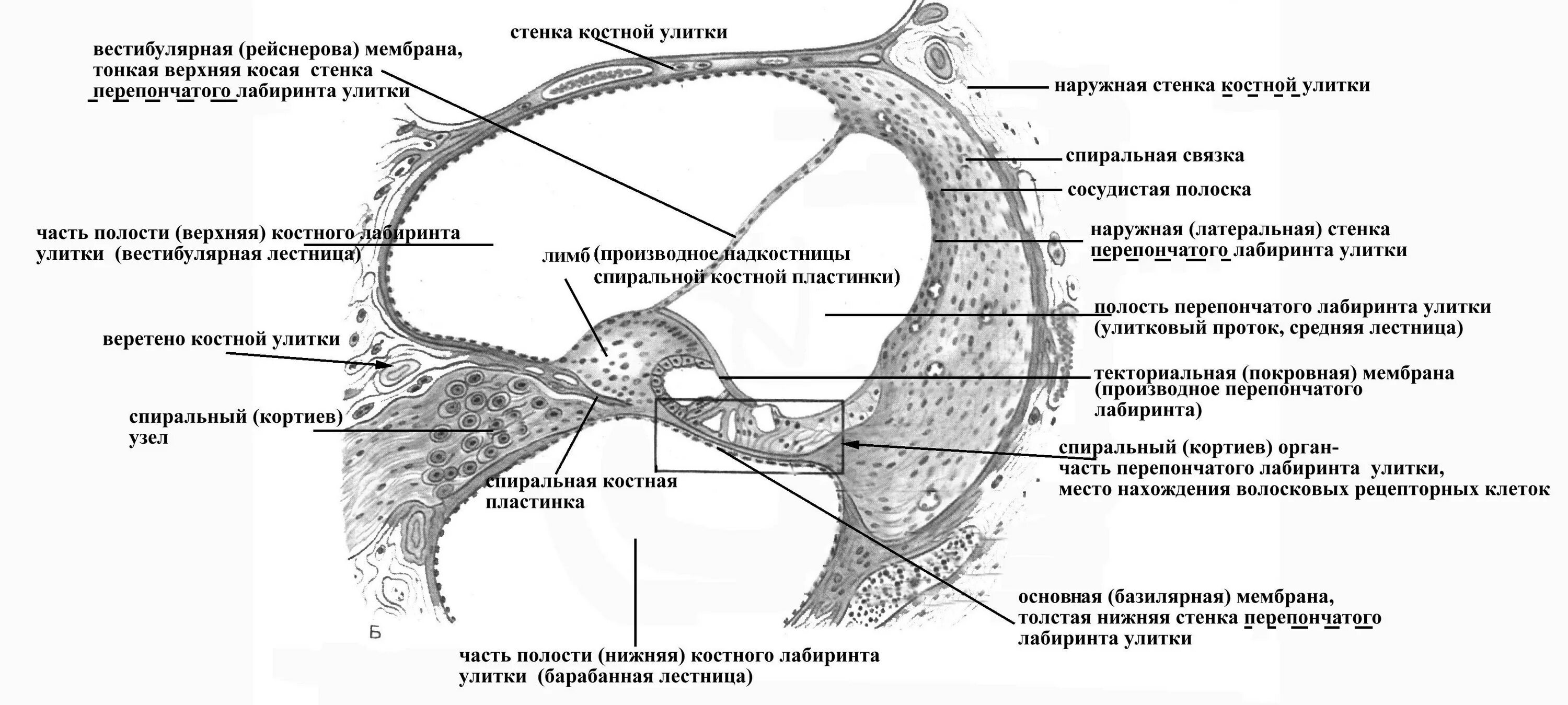 Кортиев орган вестибулярный аппарат. Поперечный разрез улитки и Кортиева органа. Схема строения внутреннего уха гистология. Стенки улиткового протока анатомия. Перепончатый Лабиринт внутреннего уха.