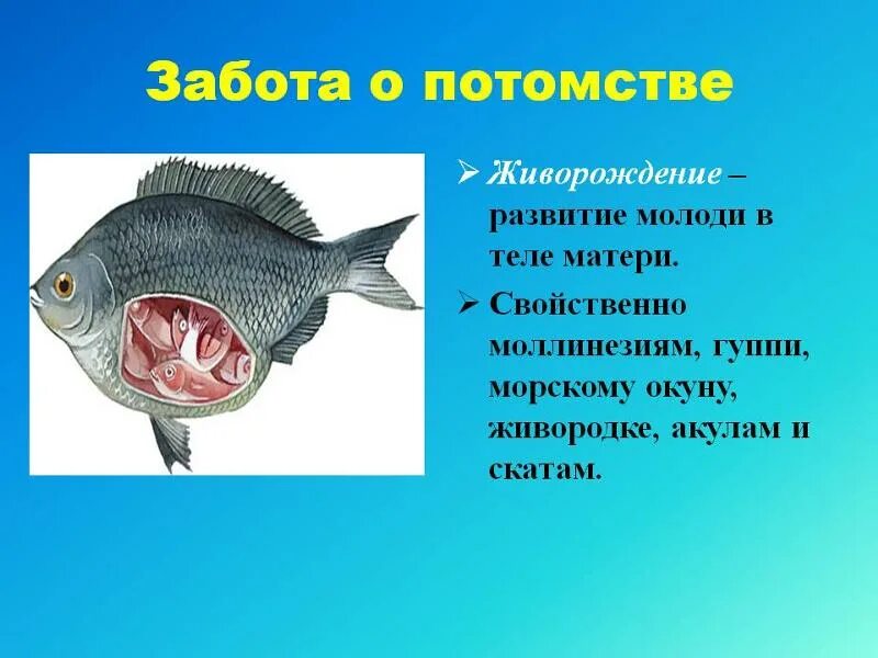 Живорождение у рыб. Приспособленность рыбы к жизни в воде. Виды поведение рыб. Какое поведение у рыб. Особенности поведения рыб кратко.