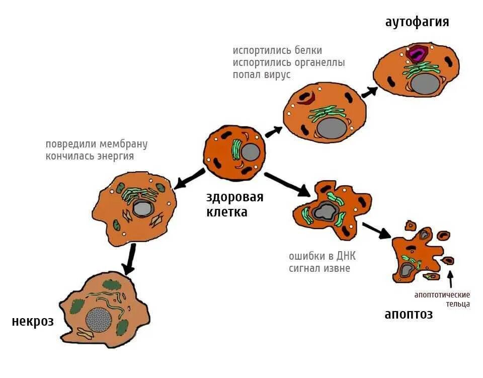 Гибель клеток аутофагия. Апоптоз некроз аутофагия. Процесс аутофагии схема. Клеточный цикл раковой клетки. Голод клеток