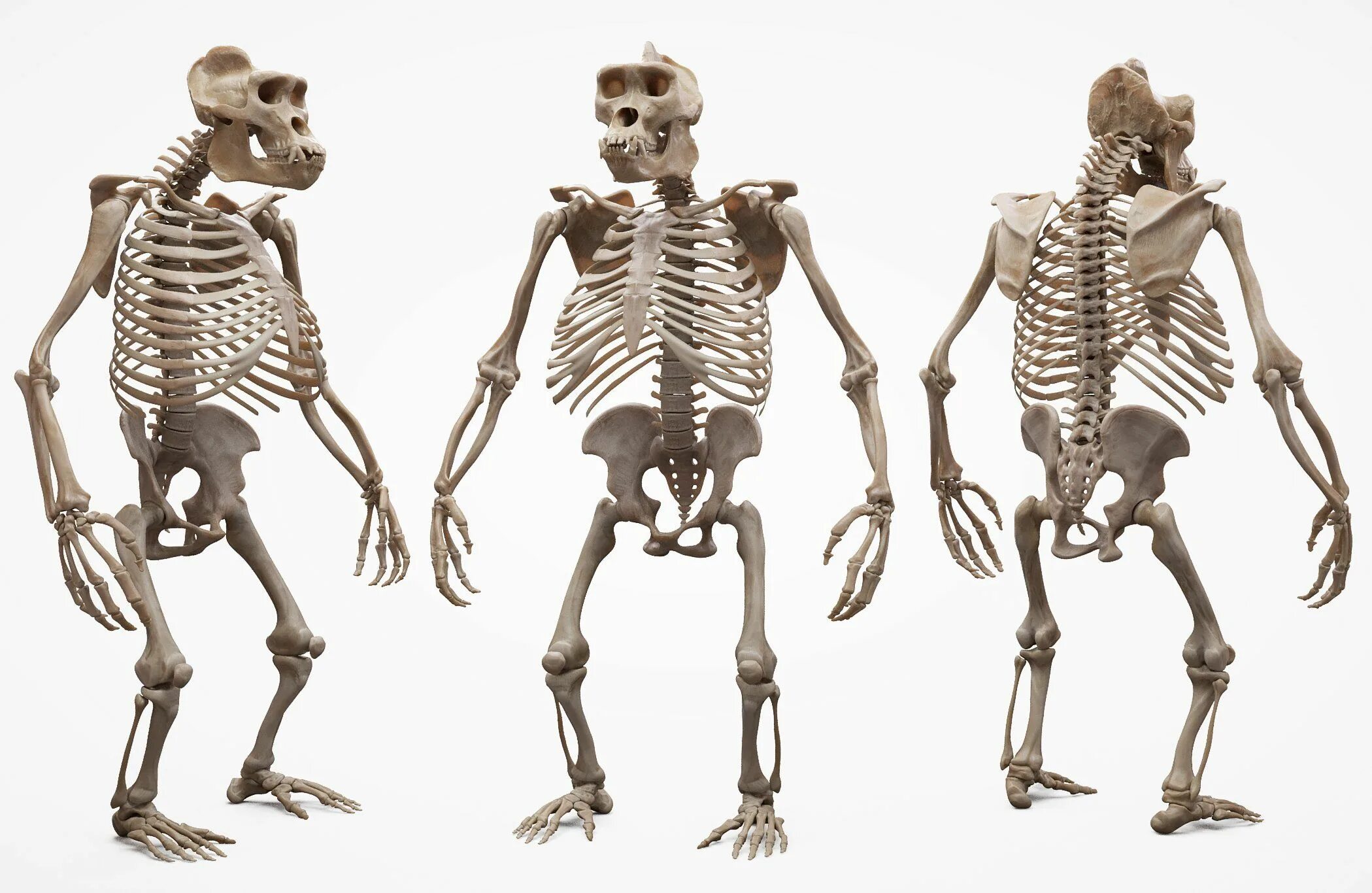 Анатомия гориллы скелет. Строение гориллы скелет. Скелет примата. Скелет гориллы и человека.