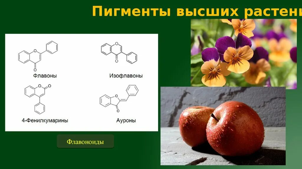 Пигменты цвета в растениях. Антоцианы флавоноиды каротиноиды. Флавон пигмент растений. Флавоноиды антоцианы пигменты. Флавоноиды в растениях.