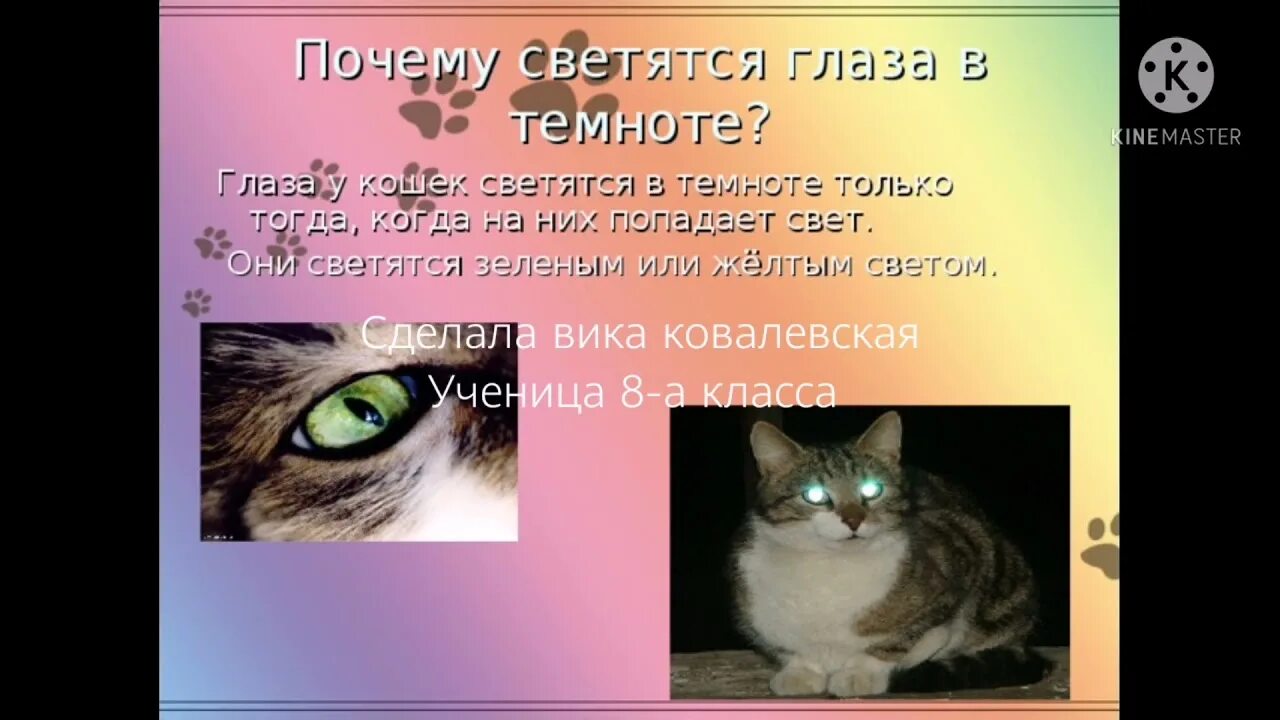 Почему глаз и горит. У кошки светятся глаза. кошка у которой светятся глаза. почему у кошек светятся глаза.