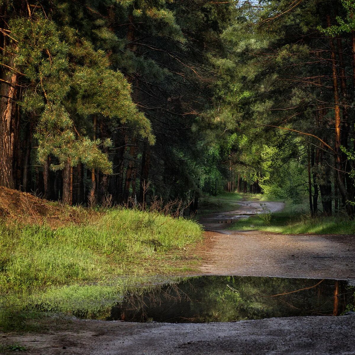 утро в лесу. дождь в лесу. дождь летний в лесу солнечном. лесная свежесть. лесная свежесть.