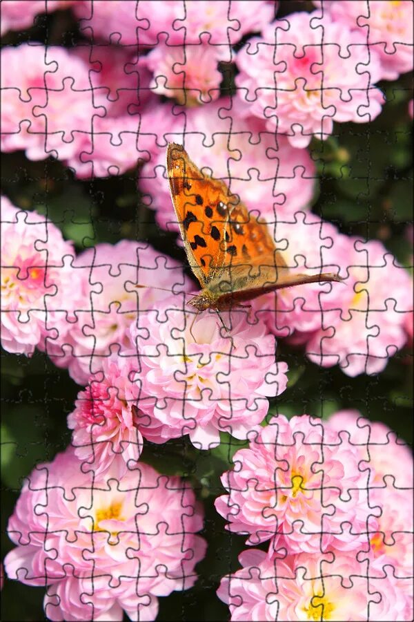 Бугенвиллия yuyu. Обои на рабочий стол бабочки. Бабочки фото. Цветок butterfly. Тропические бабочки в природе.