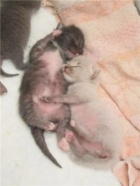 Сколько дней после рождения котята открывают глаза. Новорожденные котята. Котята открывают глаза. Котята открывают глазки.
