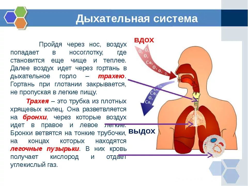 внешнее легочное дыхание проходит в. дыхательная система газообмен. прохождение воздуха по дыхательной. прохождение воздуха по дыхательной. как проходит воздух в легкие.