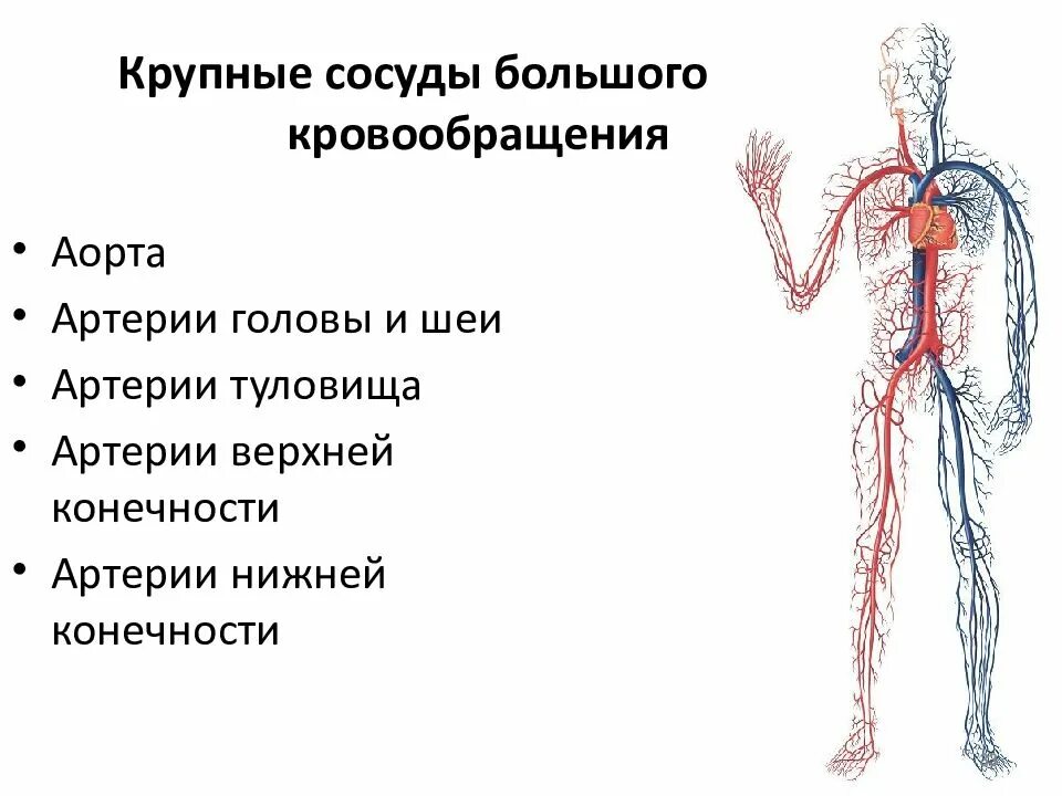 Артерии и вены тела. Венозная система человека крупные вены. Артериальная система схема артерий. Венозная система и артериальная система. Артериальная и венозная система кровоснабжения.