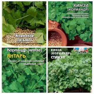 Кинза это кориандр или разные растения
