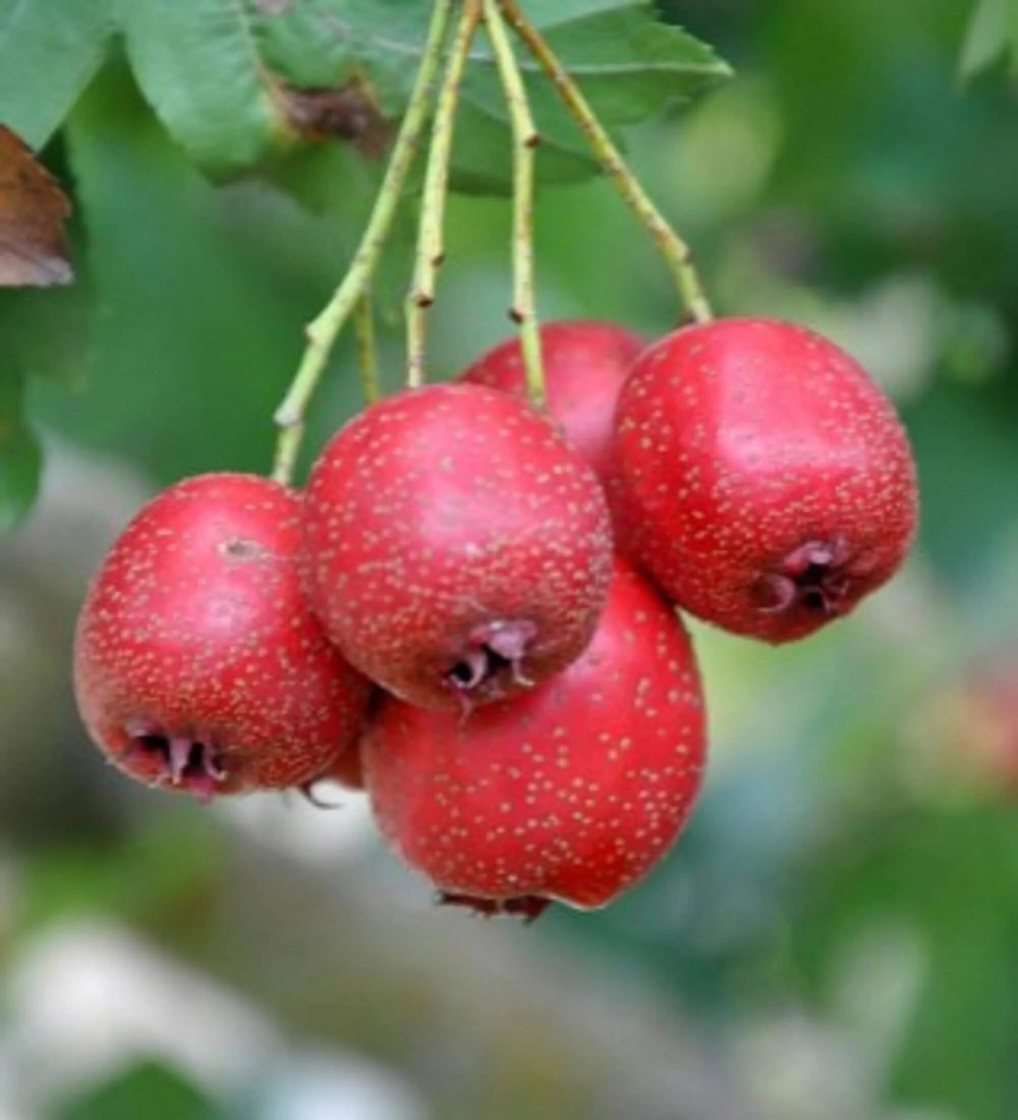 Боярышник китайский крупноплодный. Боярышник крупноплодный дерево. Crataegus aestivalis. Боярышник крупноплодный райское яблочко.