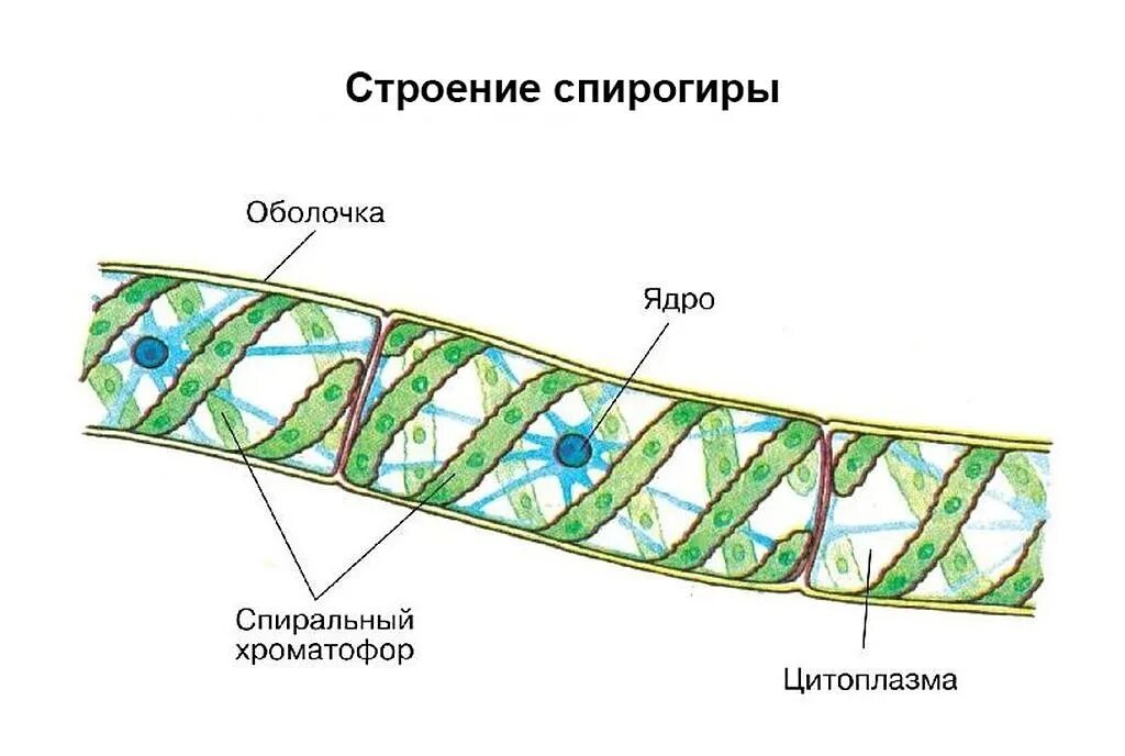 Г спирогира. Спирогира зеленая нитчатая водоросль. Хроматофор спирогиры. Строение клетки водоросли спирогира. Водоросль спирогира клетки.