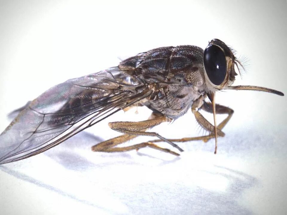 Tsetse fly. Муха ЦЕЦЕ В Африке. Насекомые Муха ЦЕЦЕ. Опасные насекомые Муха ЦЕЦЕ.