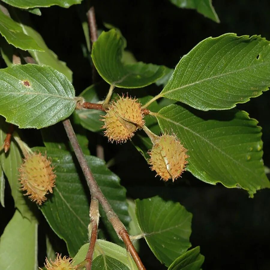 Дерево бук фото и описание. Бук Восточный – Fagus orientalis. Бук крупнолистный. Fagus grandifolia дерево. Fagus orientalis Lipsky - бук Восточный.