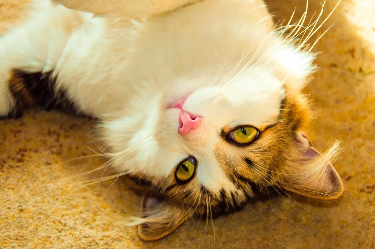 Добрый кот. Серый пушистый котенок. Добрый котик. Прикольные котики. Очень добрый кот.